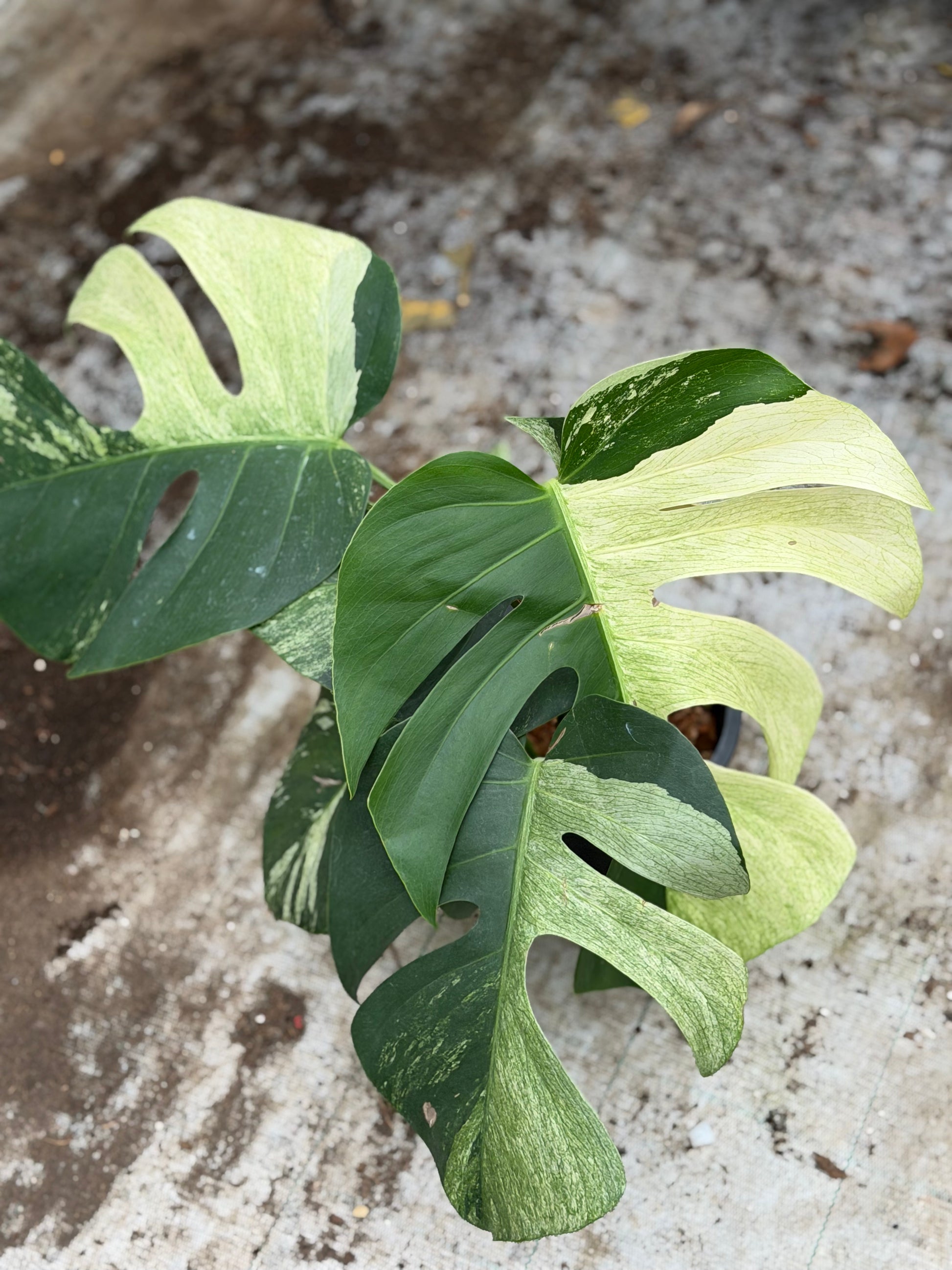 monstera deliciosa mint Monstera Jungle Mint