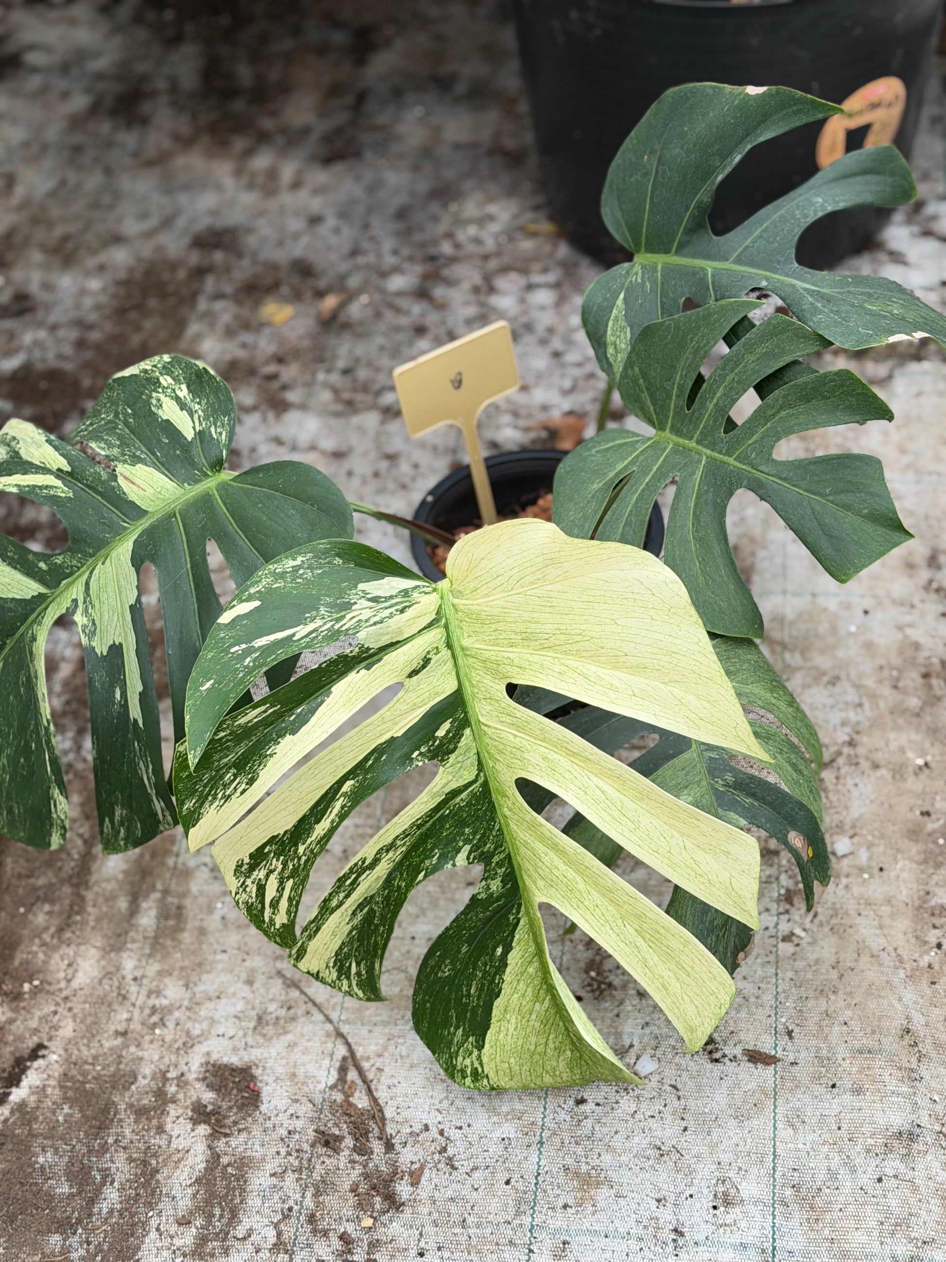 mint swiss cheese plant Monstera Jungle Mint