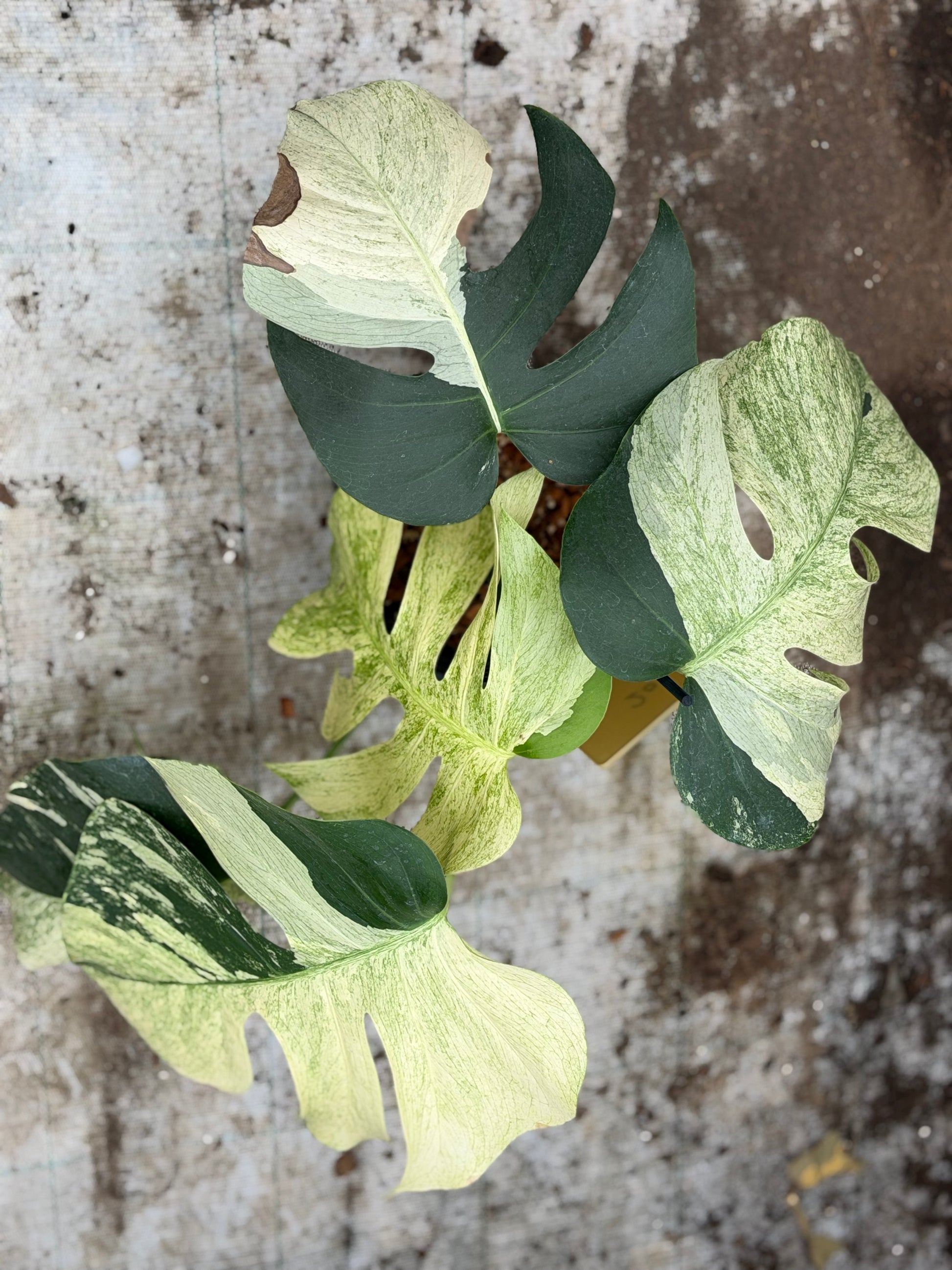 monstera jungle mint Monstera Jungle Mint