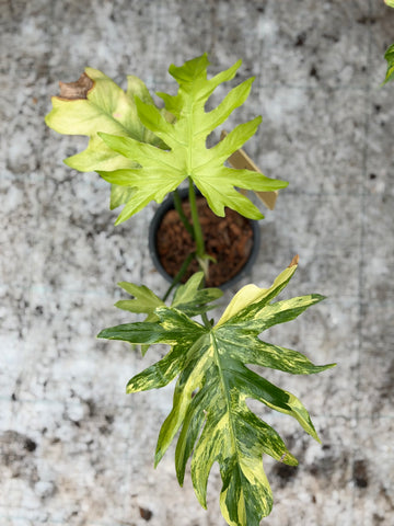 Philodendron Radiatum Variegated