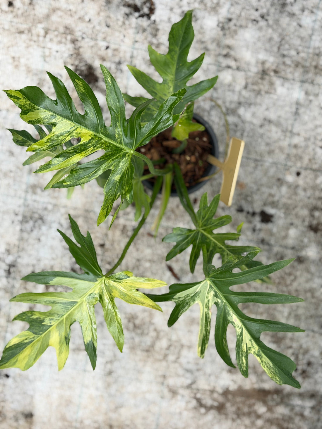 Philodendron Radiatum Variegated