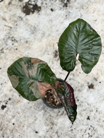Alocasia 'Serendipity' Pink Variegated