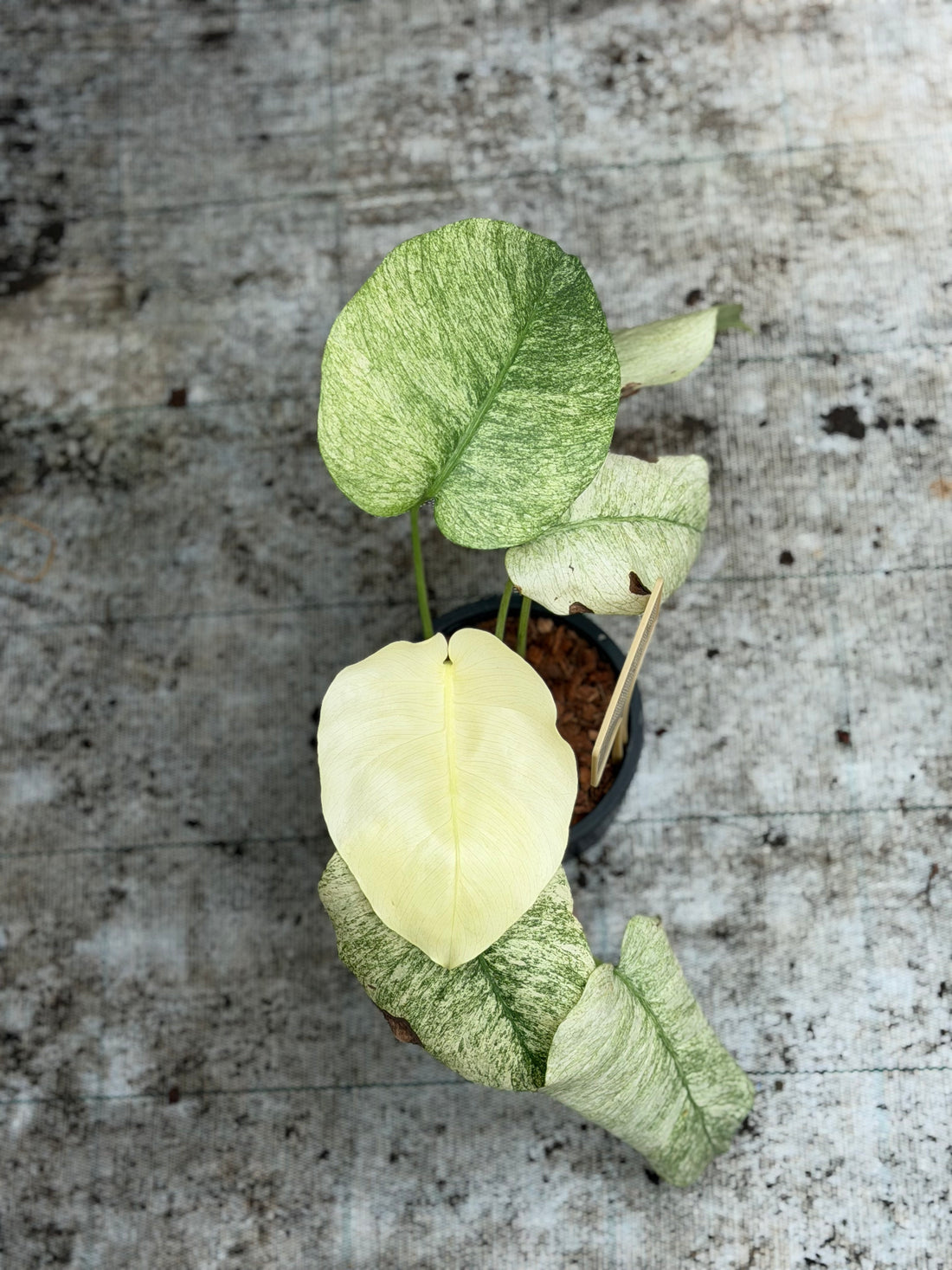 Monstera Full Mint