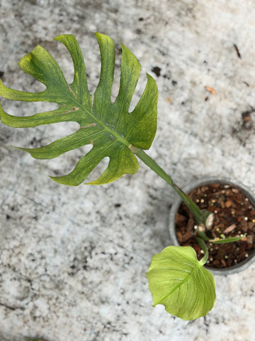Monstera Deliciosa Octopus