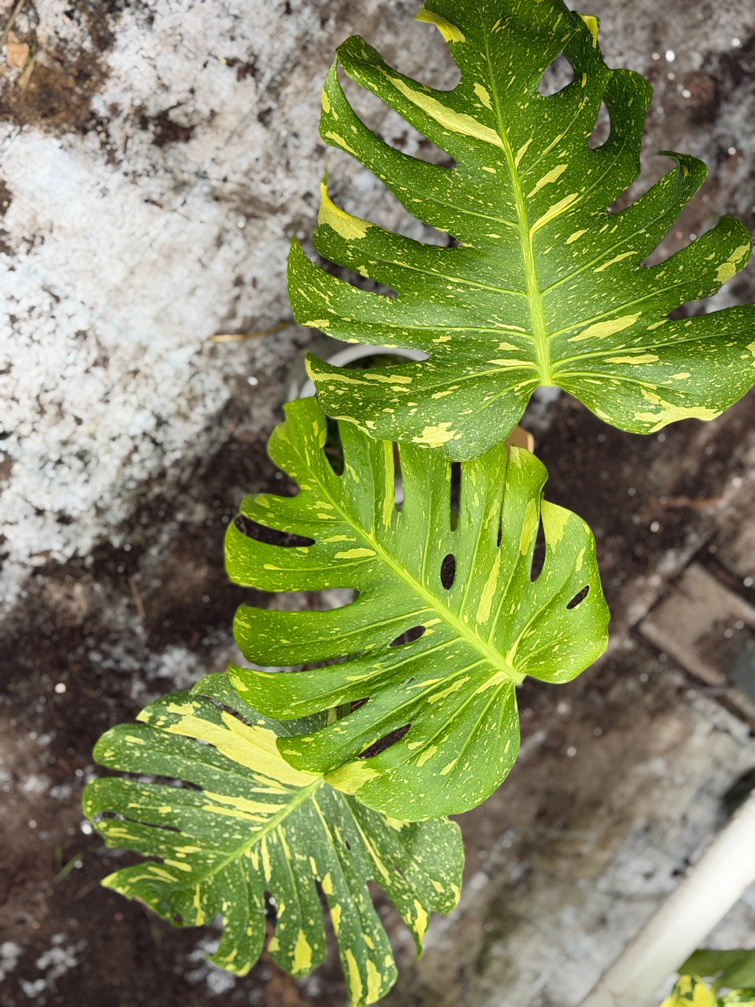 Monstera Electrolyte