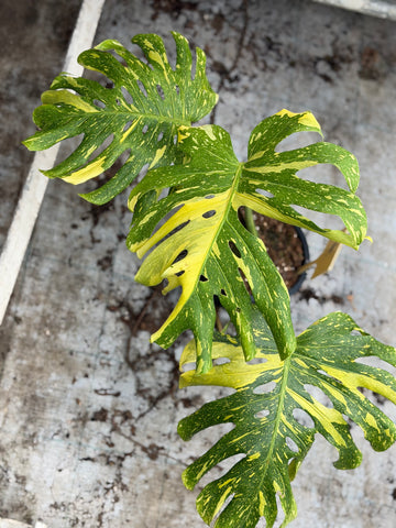 Monstera Electrolyte