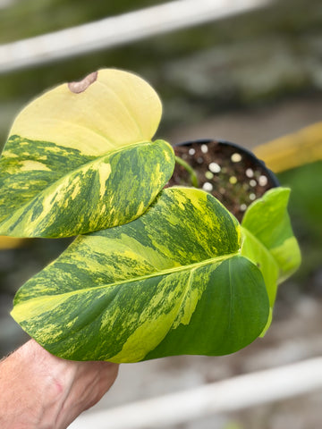 Monstera Aurea Variegated