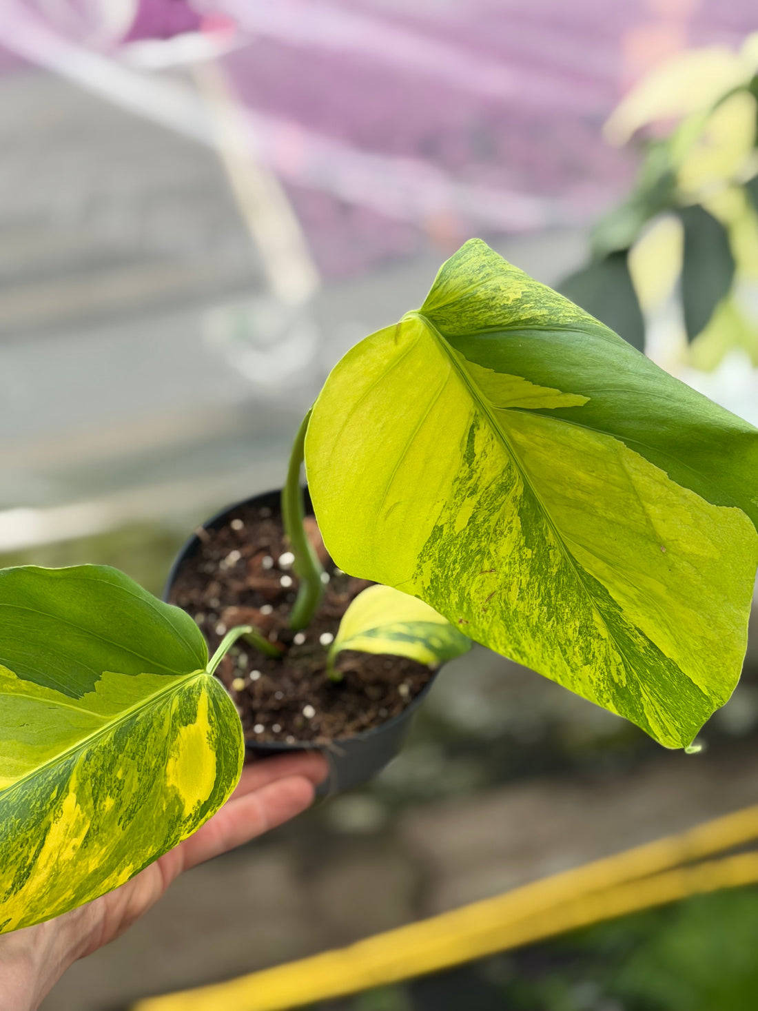 Monstera Aurea Variegated
