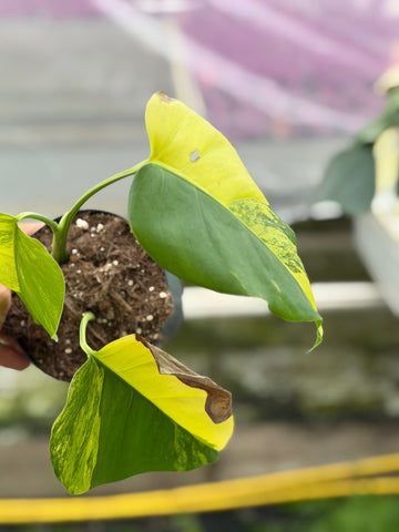 Monstera Aurea Variegated