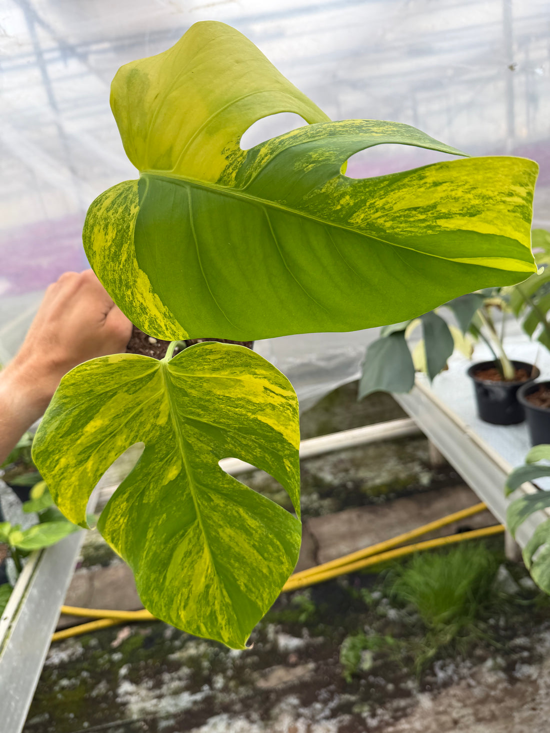 Monstera Aurea Variegated