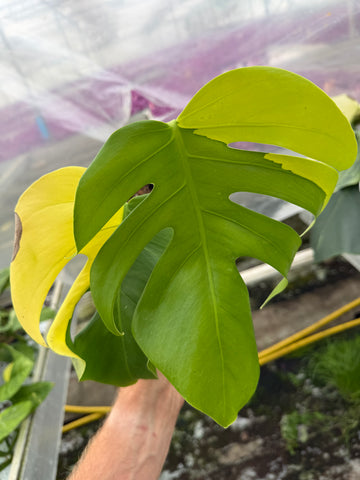 Monstera Aurea Variegated