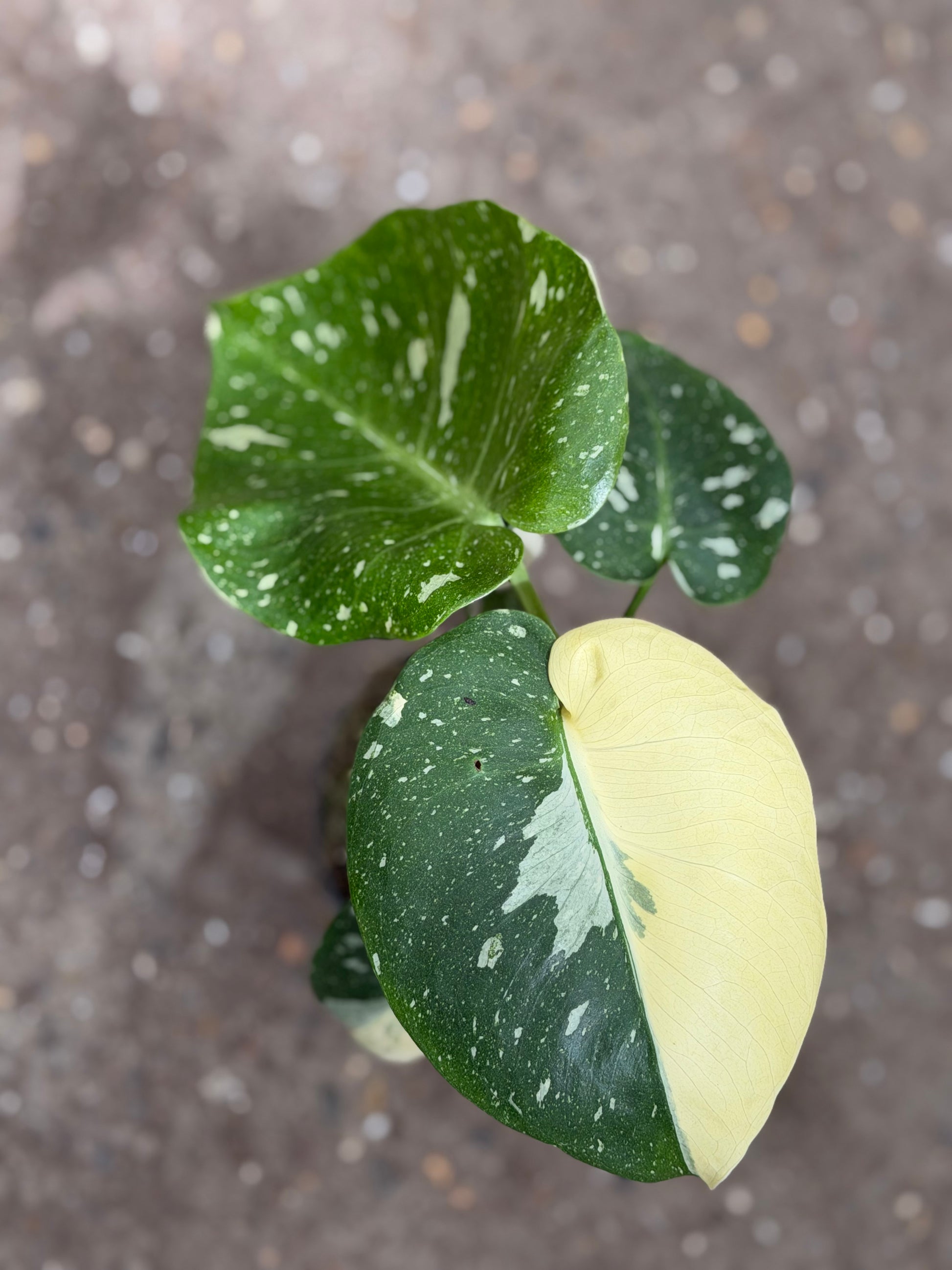 Monstera Rare Mutation – Exact Plant You Will Receive – Hand
