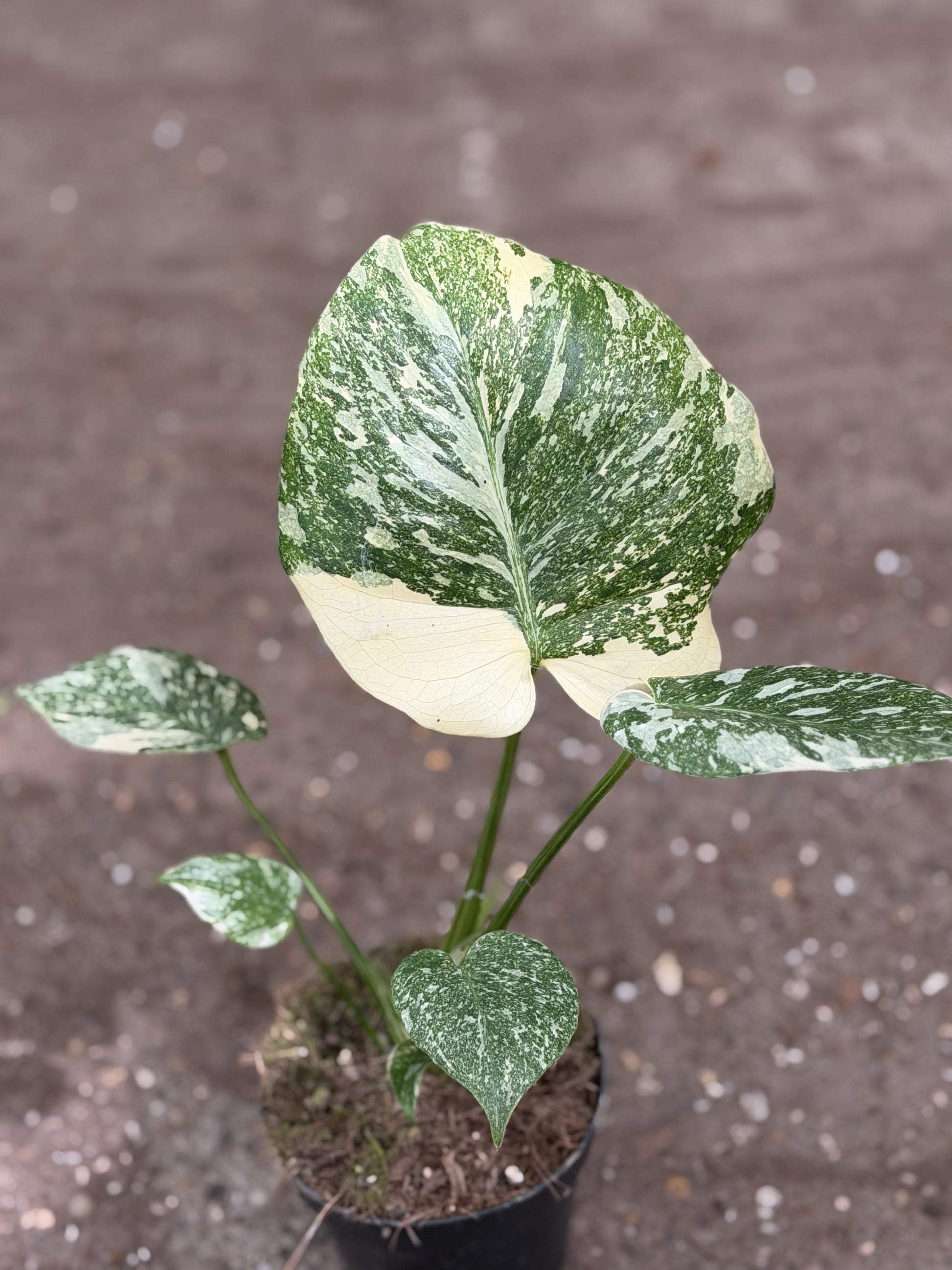 Monstera Rare Mutation – Exact Plant You Will Receive – Hand