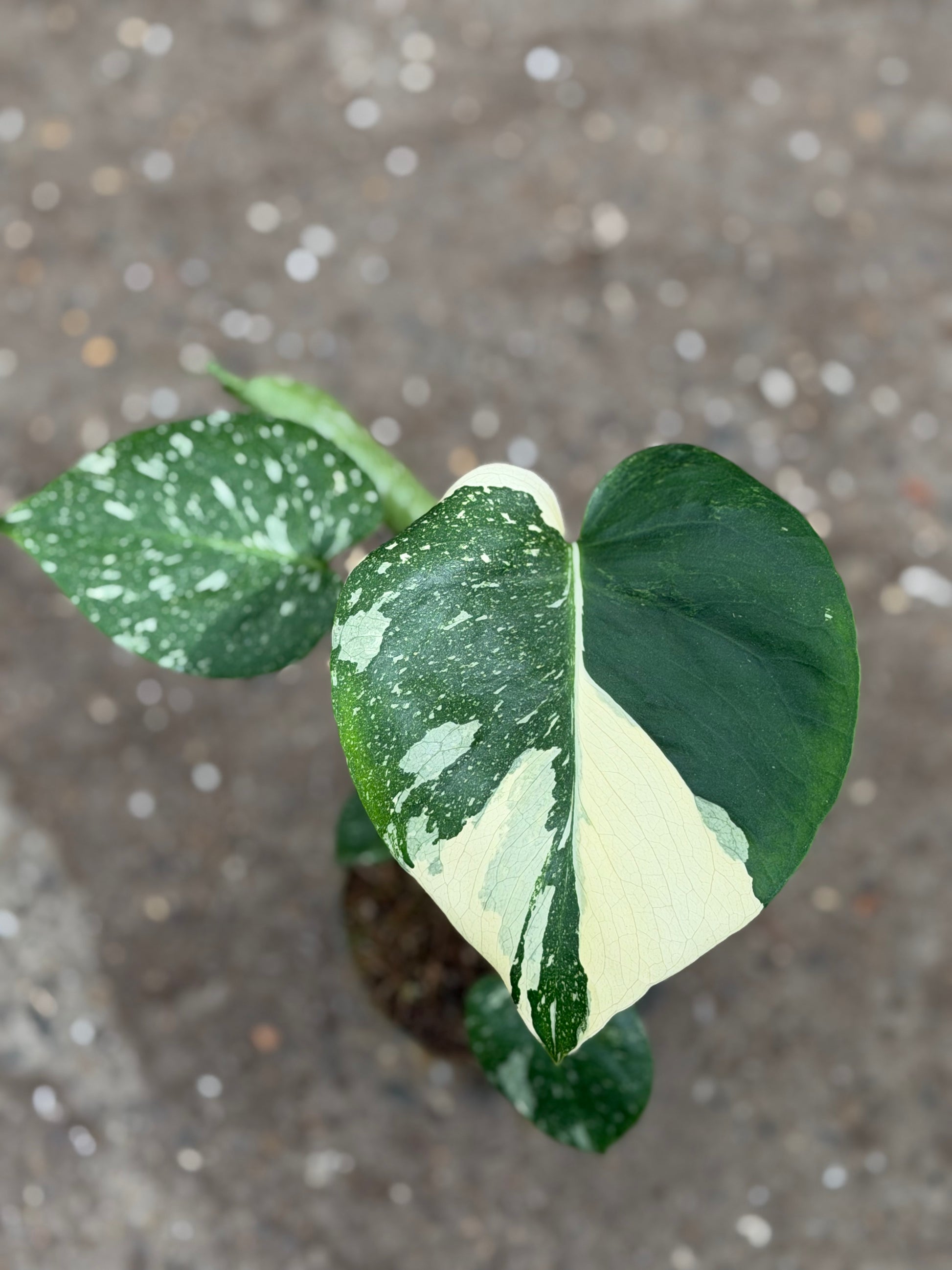 Monstera Rare Mutation – Exact Plant You Will Receive – Hand