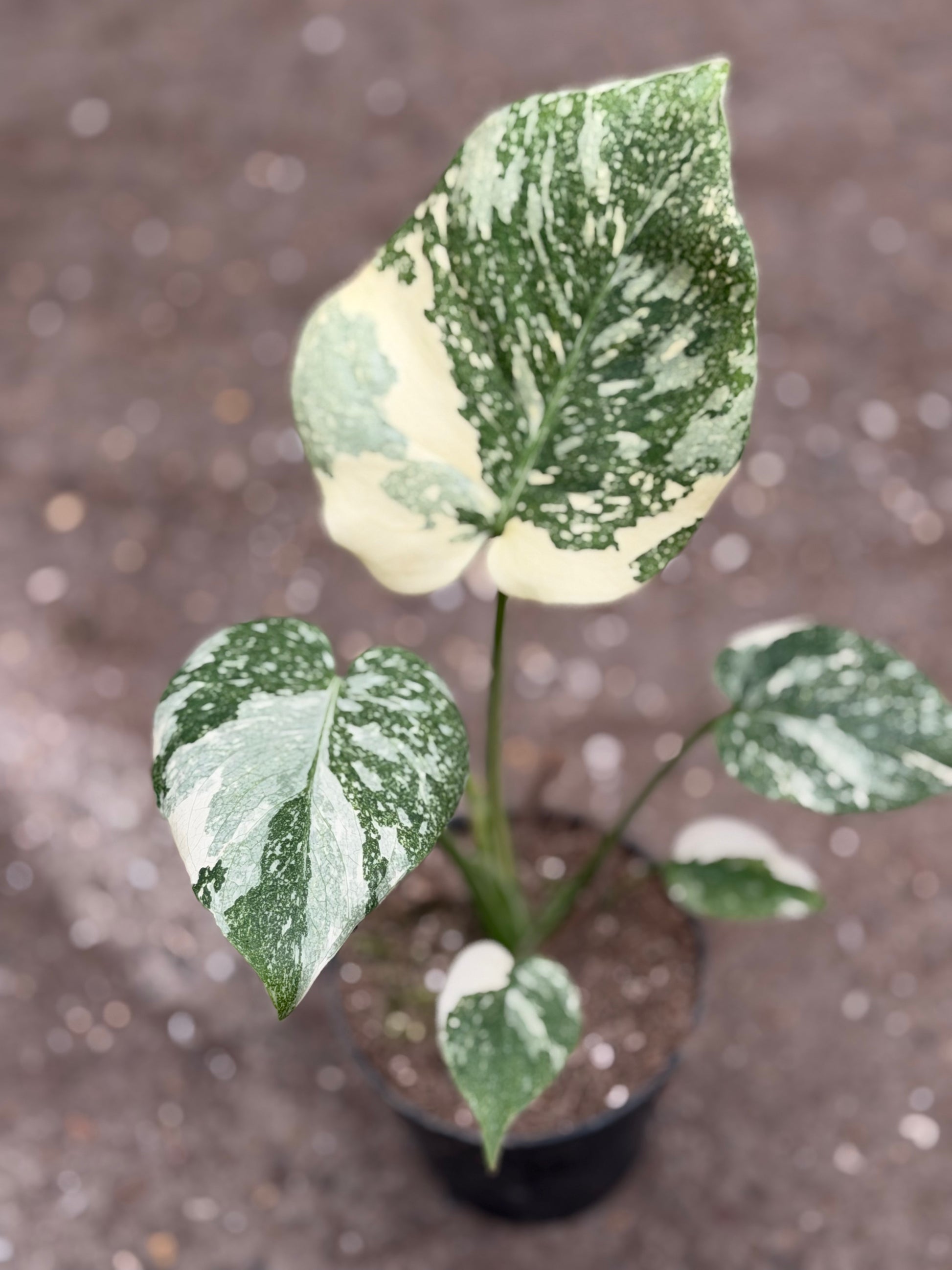 split leaf philodendron Philodendron Split Leaf Selloum main image 1