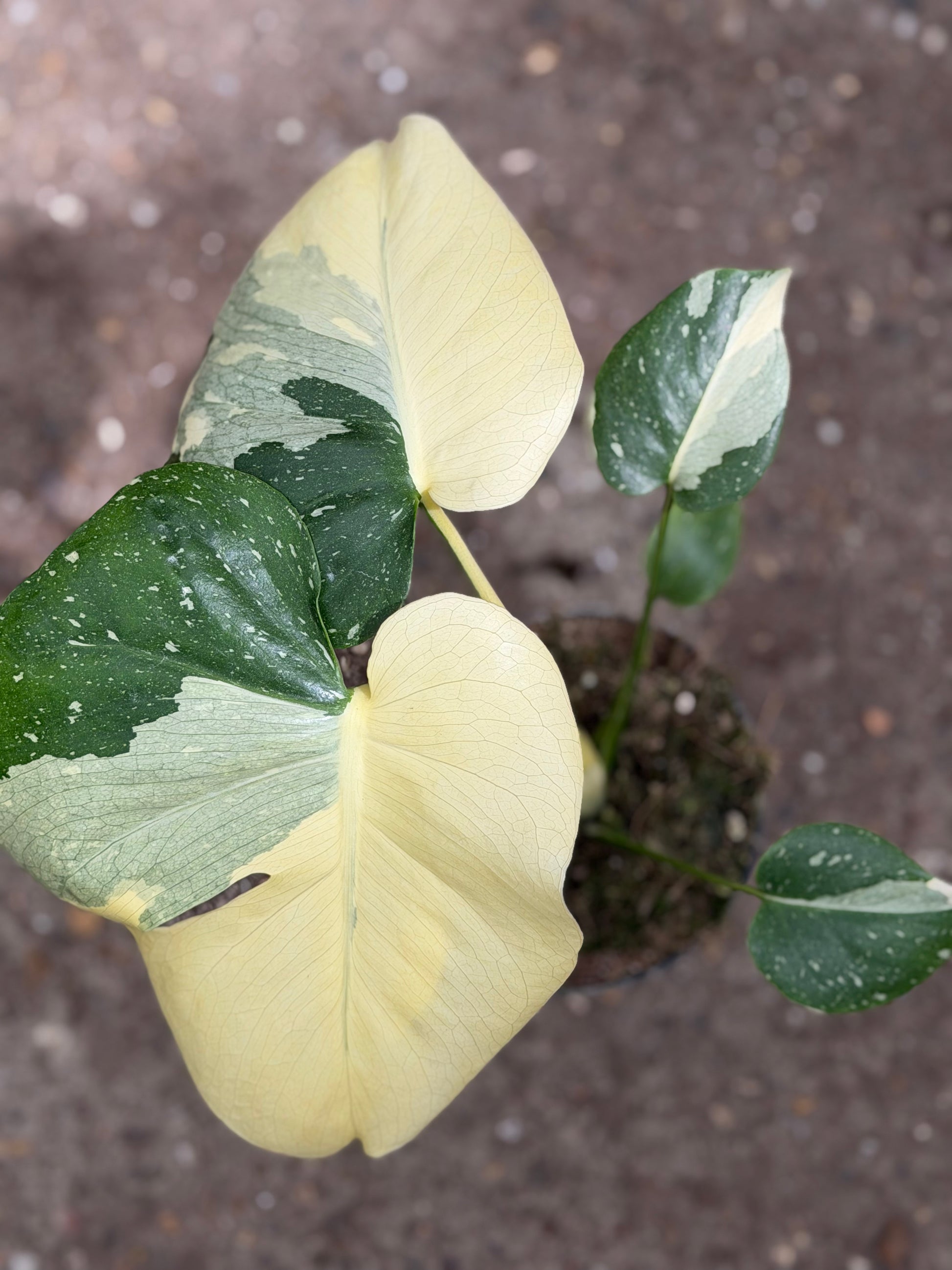Monstera Rare Mutation – Exact Plant You Will Receive – Hand