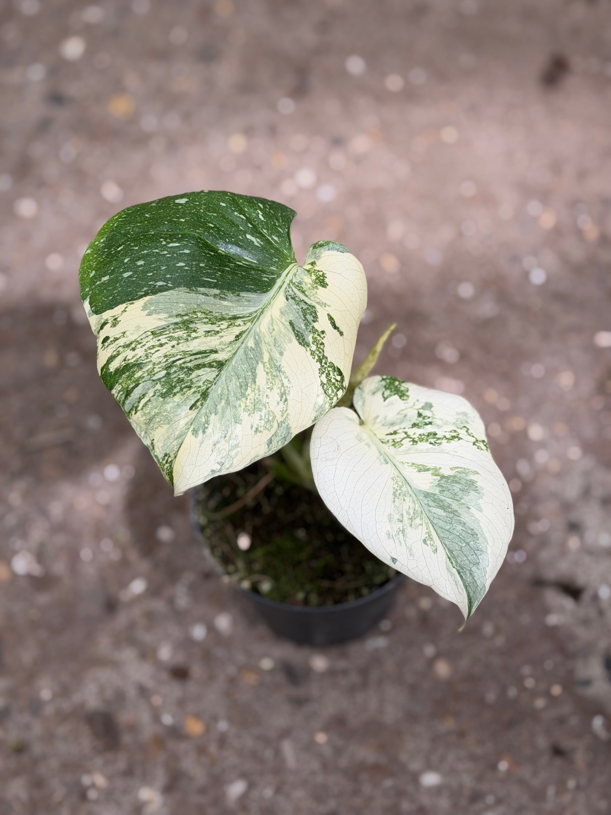 Monstera Rare Mutation – Exact Plant You Will Receive – Hand