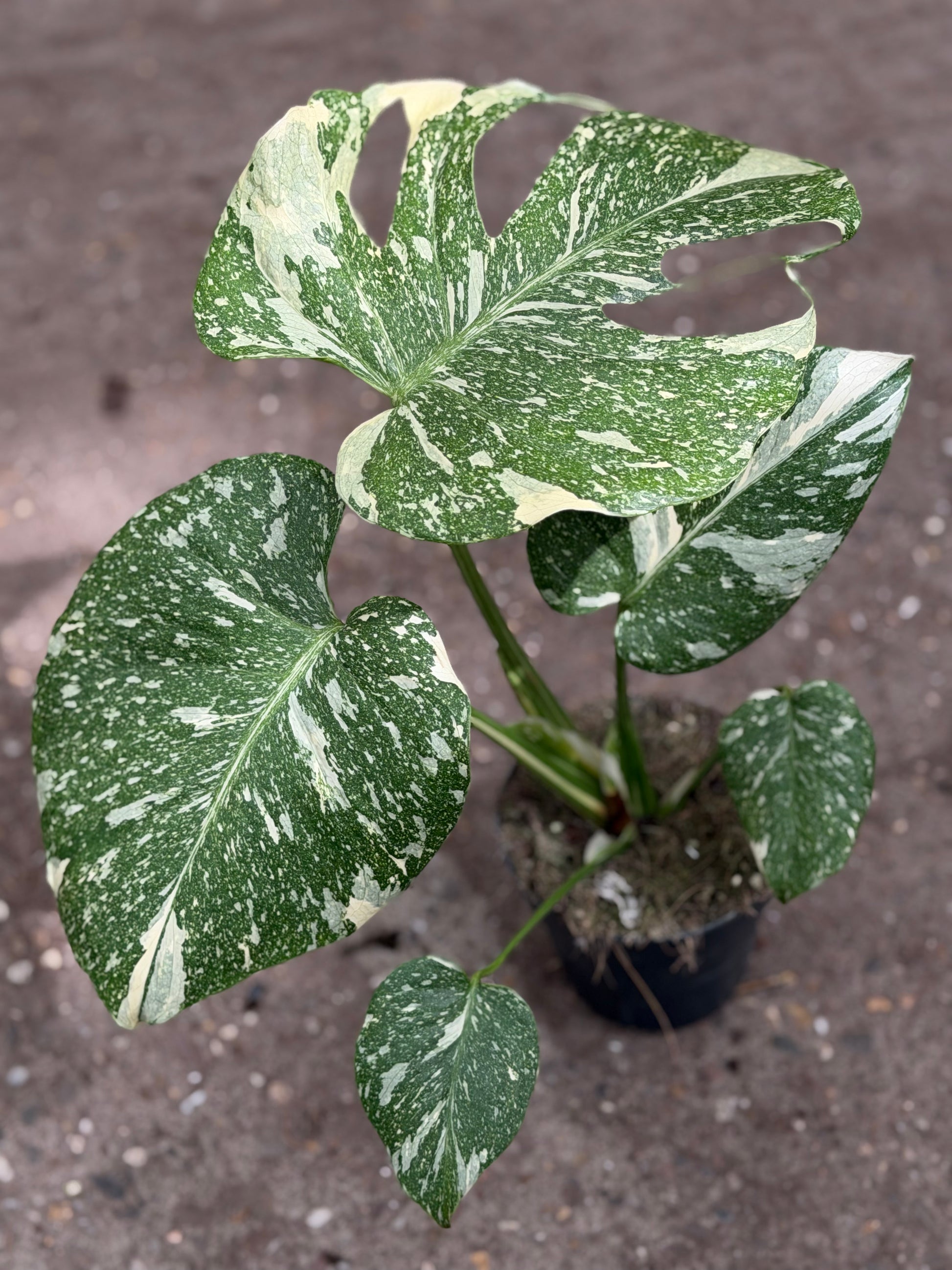 Monstera Rare Mutation – Exact Plant You Will Receive – Hand-Picked –  GrowJungle