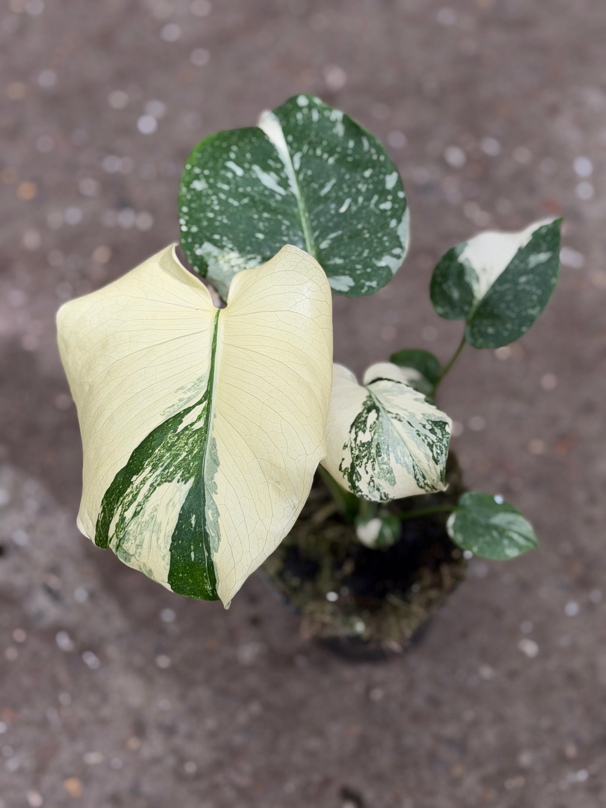 Monstera Rare Mutation – Exact Plant You Will Receive – Hand