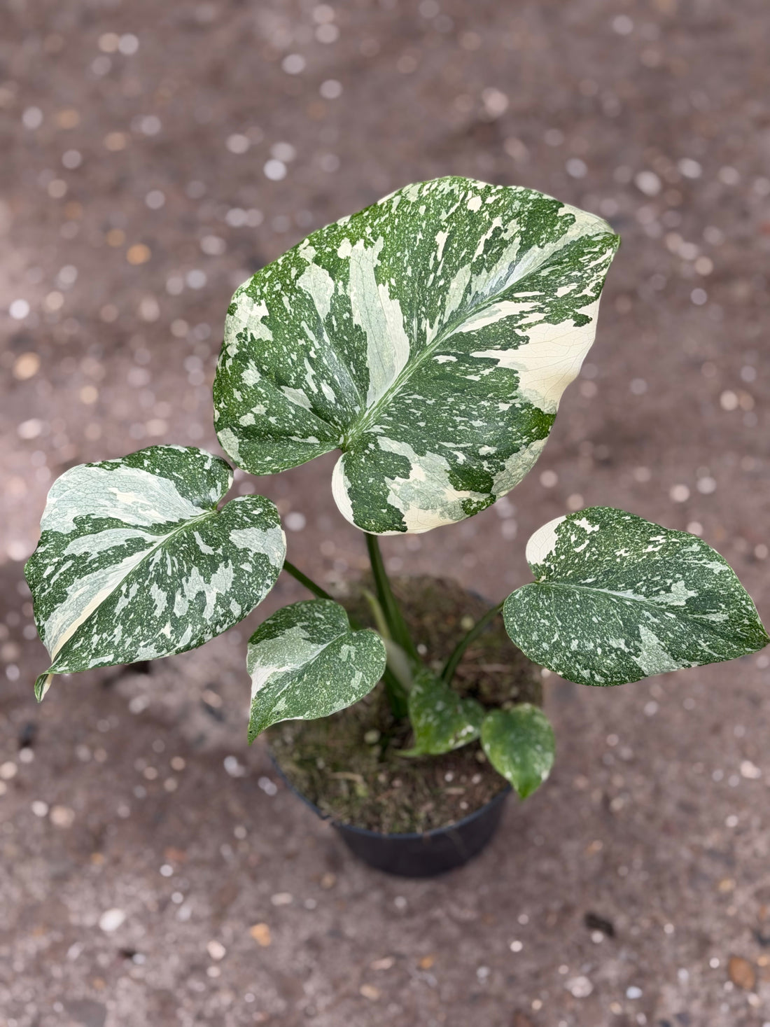 Monstera Rare Mutation – Exact Plant You Will Receive – Hand-Picked