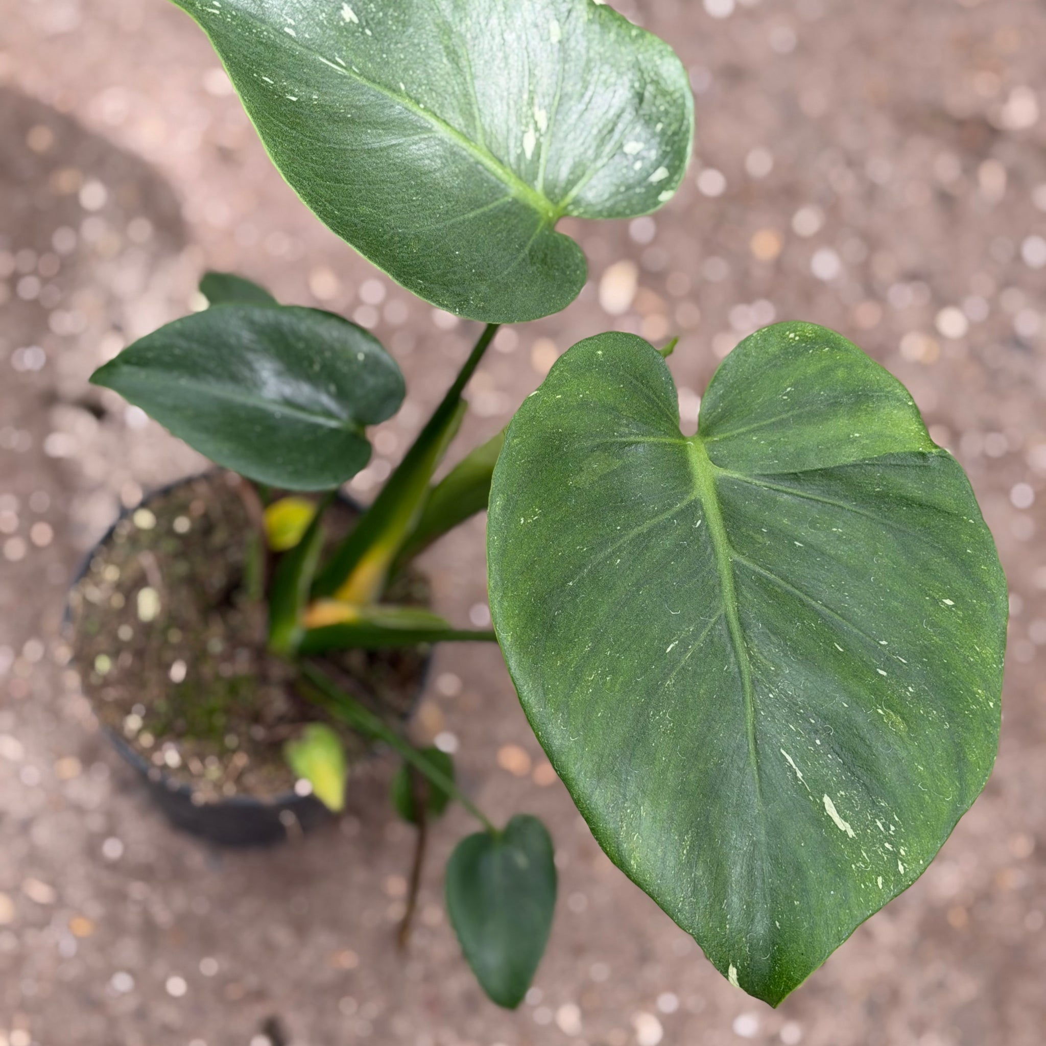 Monstera Rare Mutation – Exact Plant You Will Receive – Hand-Picked –  GrowJungle