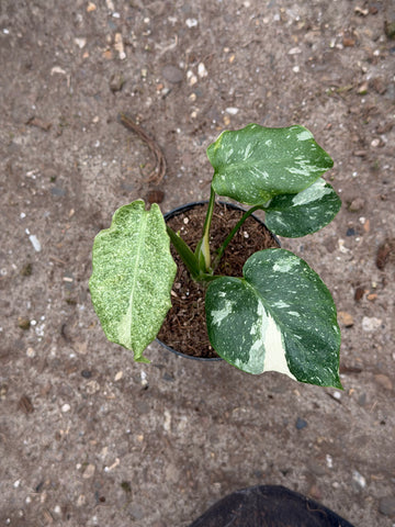 Monstera 'Starlight'