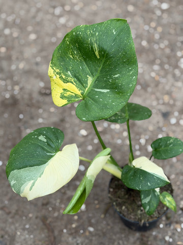 Monstera Thai Aurea Mutation