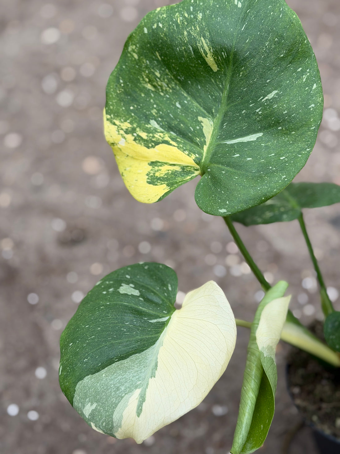Monstera Thai Aurea Mutation