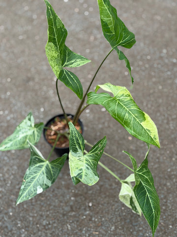 Syngonium Batik Variegated