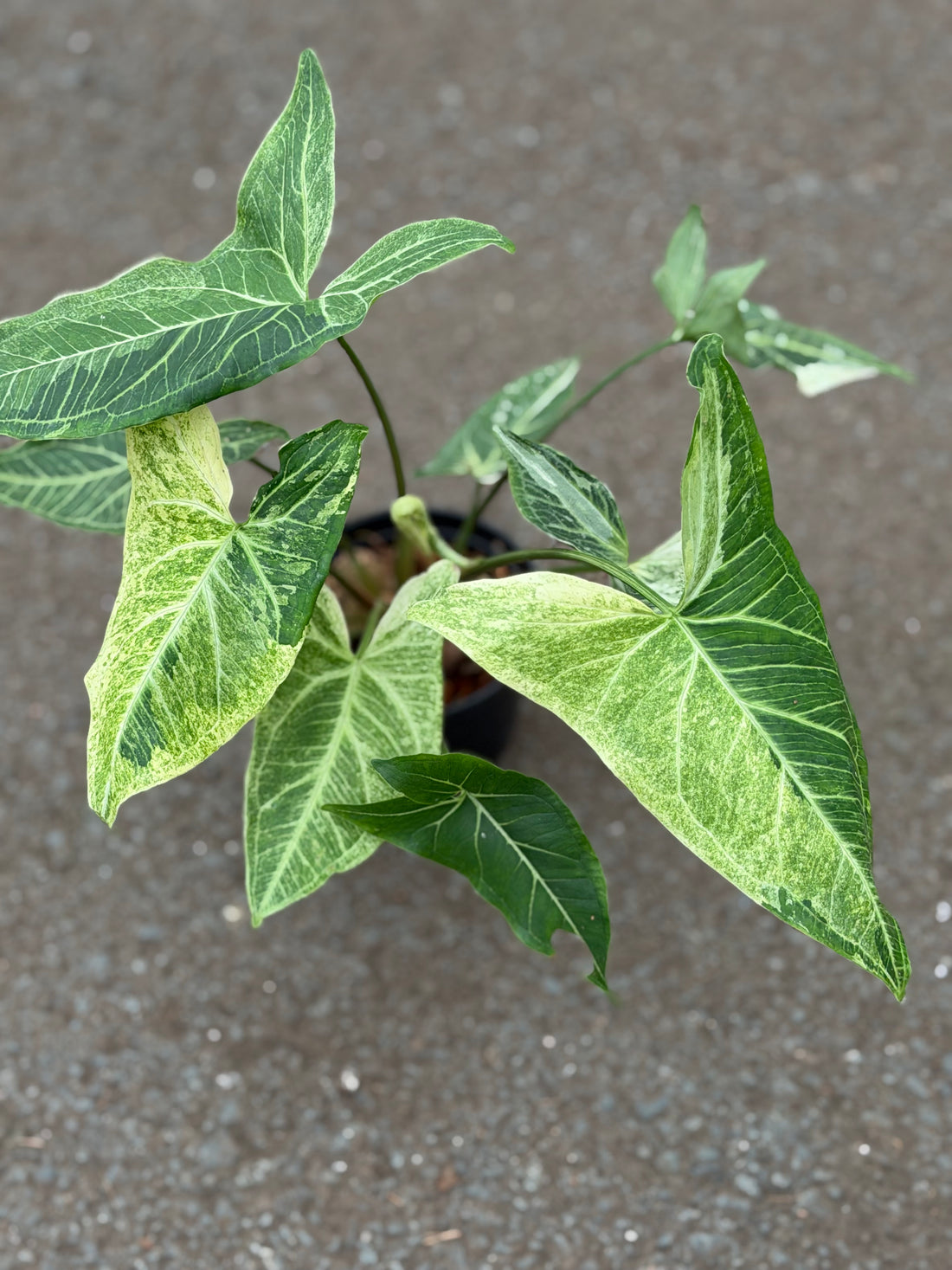 Syngonium Batik Variegated