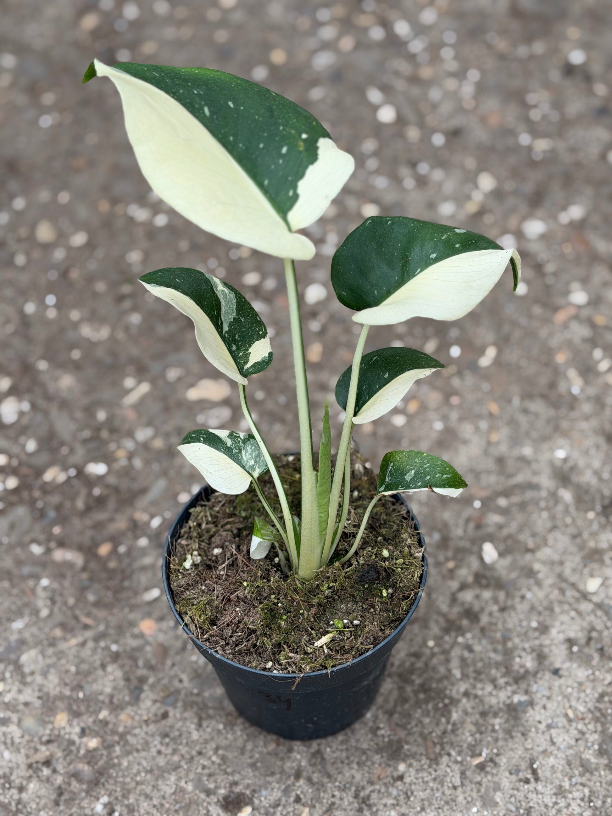 Monstera Rare Mutation – Exact Plant You Will Receive – Hand