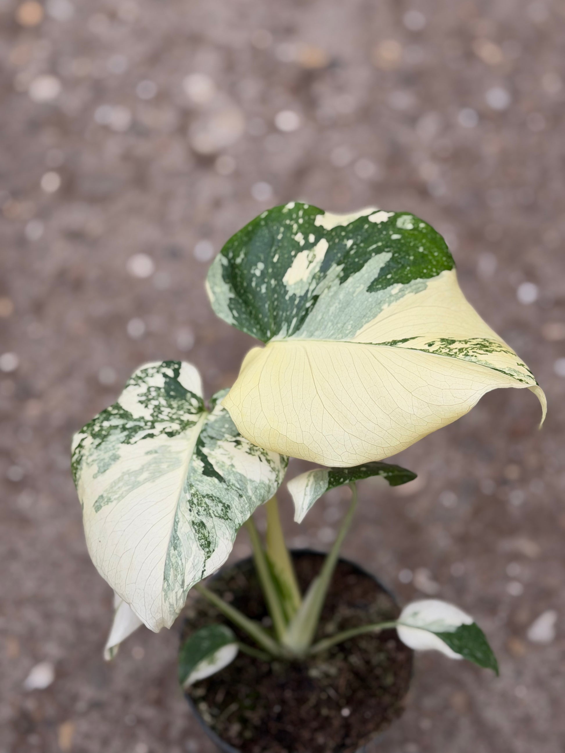 rare monstera plants for sale Monstera Rare Mutation – Exact Plant You Will Receive – Hand-Picked – GrowJungle