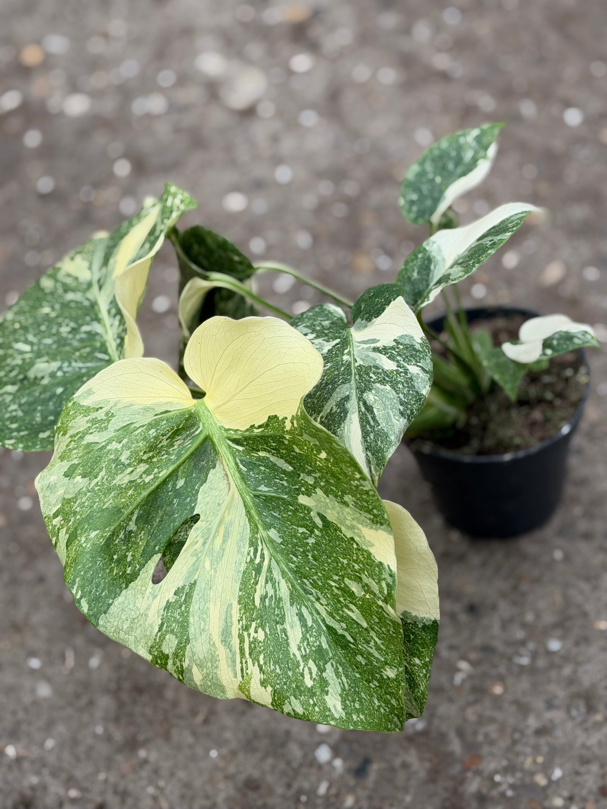 Monstera Rare Mutation – Exact Plant You Will Receive – Hand