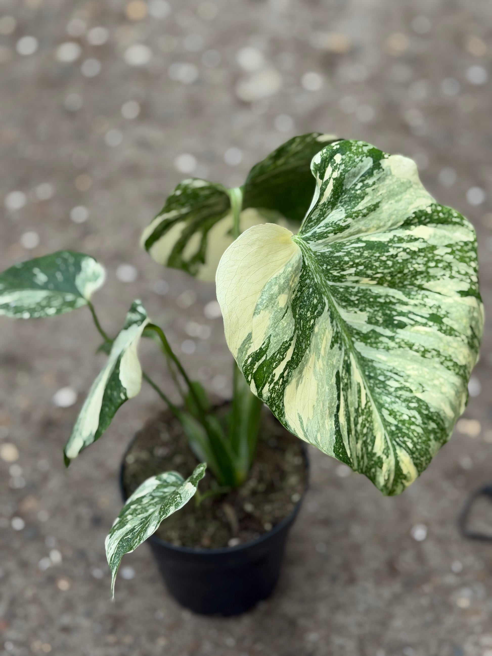 rare monsteras Monstera Rare Mutation – Exact Plant You Will Receive – Hand-Picked – GrowJungle
