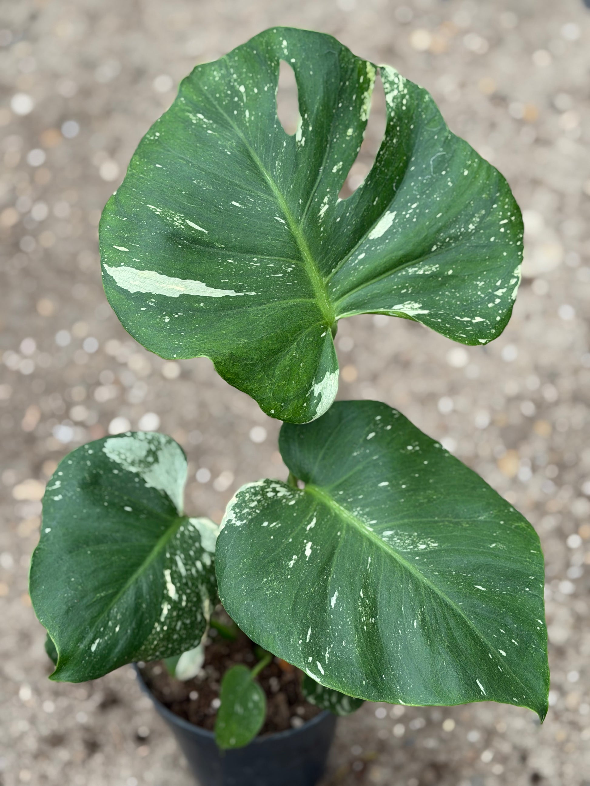Monstera Rare Mutation – Exact Plant You Will Receive – Hand