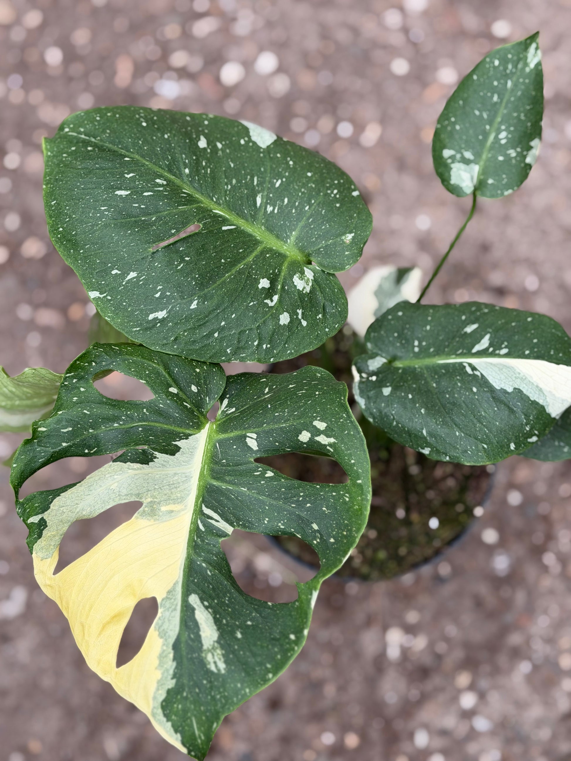 Monstera Rare Mutation – Exact Plant You Will Receive – Hand