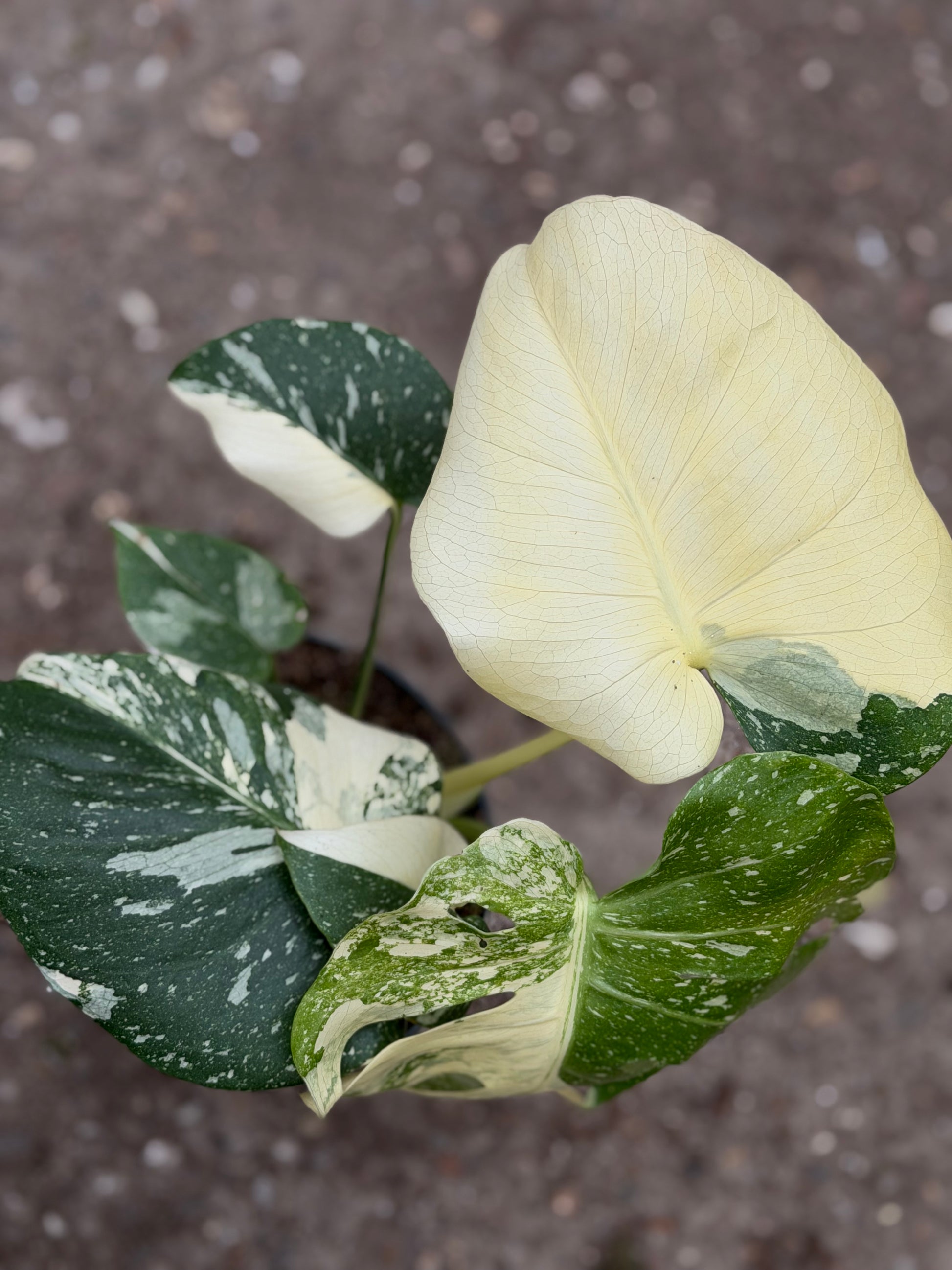 Monstera Rare Mutation – Exact Plant You Will Receive – Hand