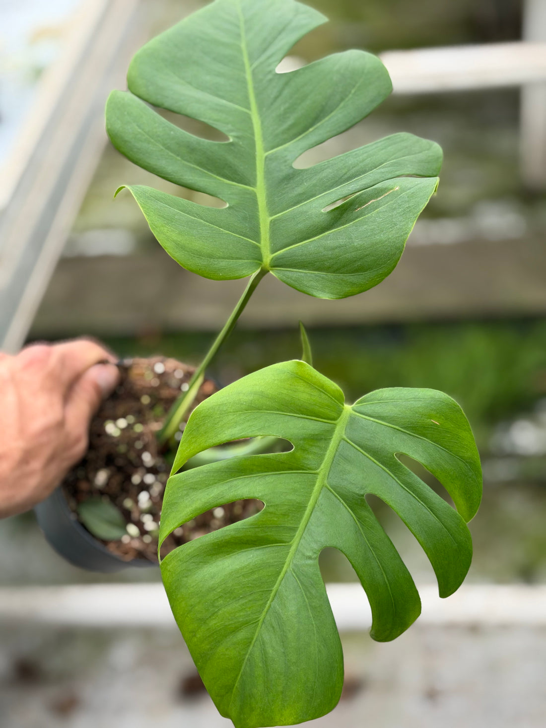 Monstera Aurea Variegated