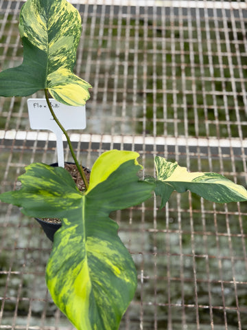 Philodendron Florida x Billietiae