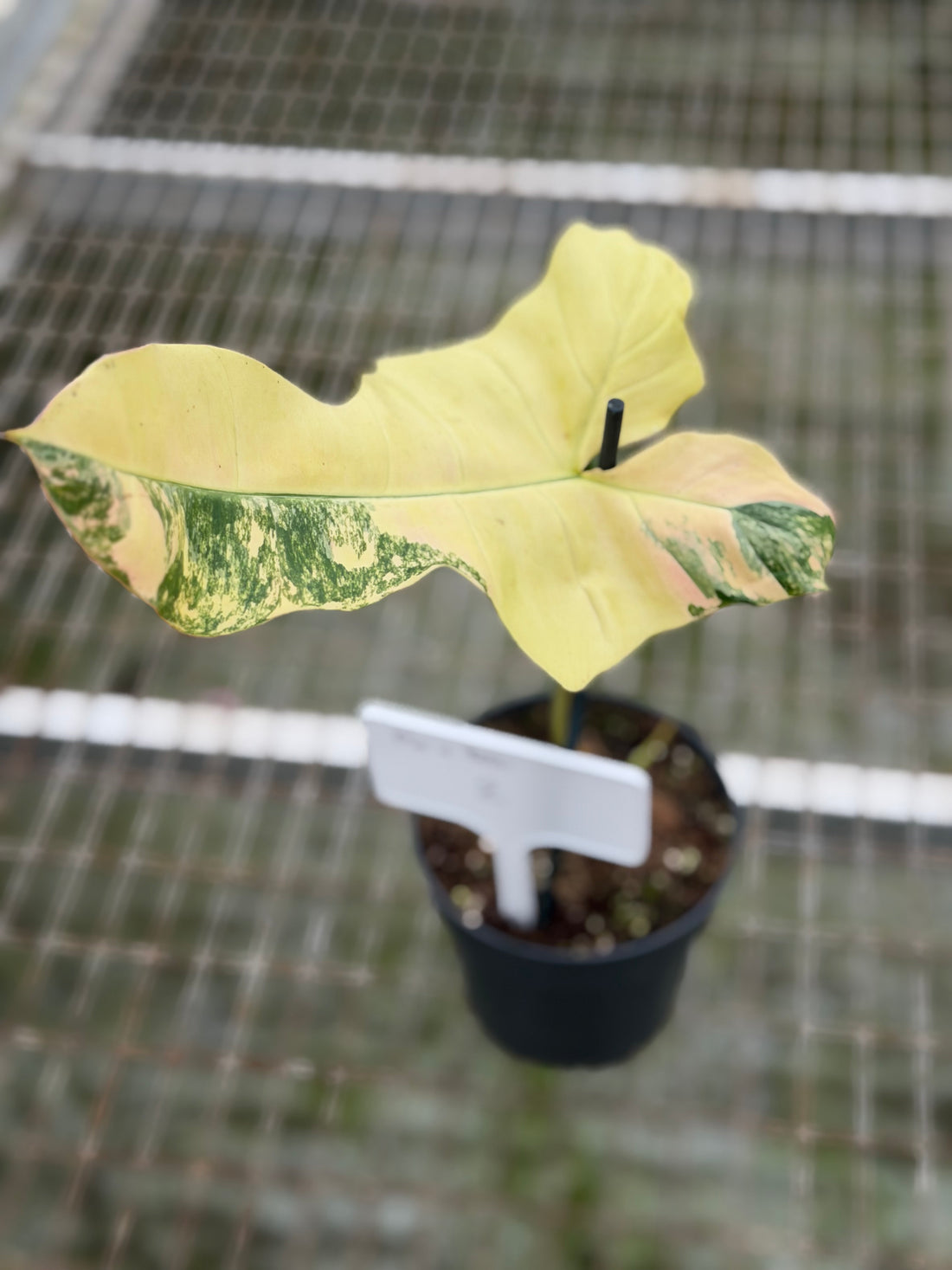 Philodendron Florida x Billietiae