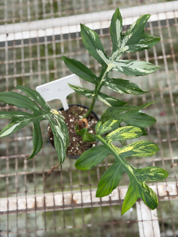 Philodendron Distantilobum Variegated