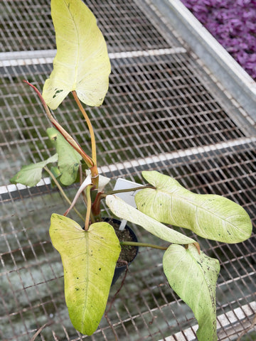 Philodendron Whipple Way Variegated