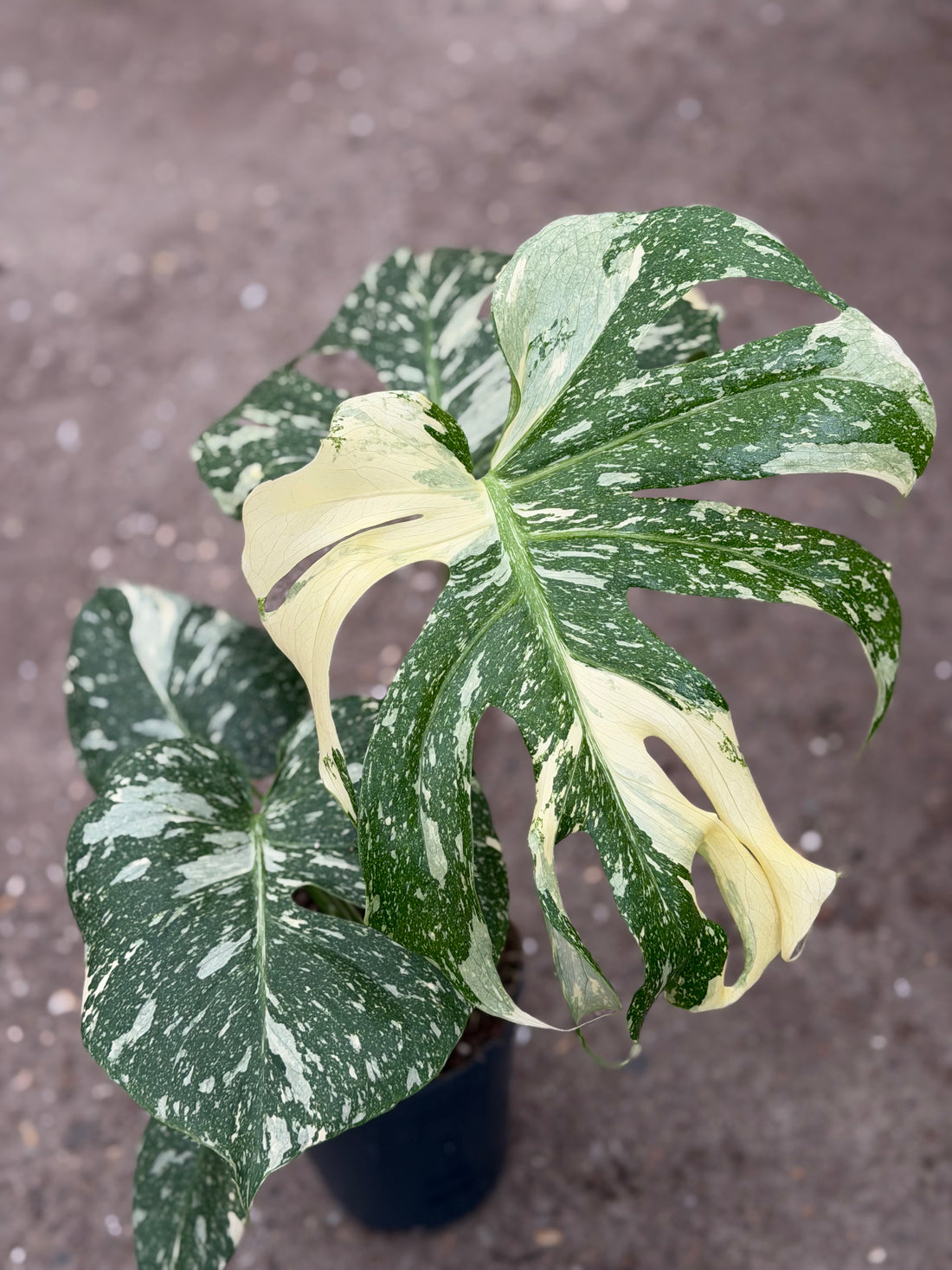 Monstera Thai 'Creme Brûlée'