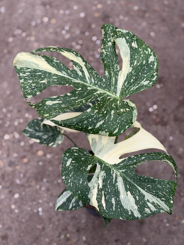 Monstera Thai 'Creme Brûlée'