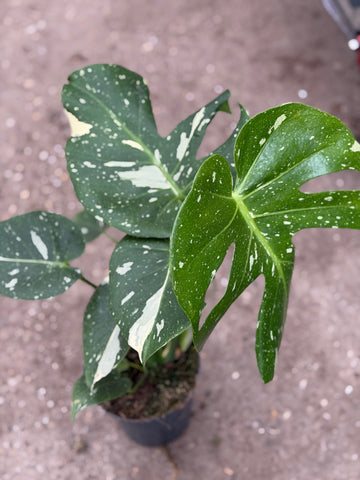 Monstera Green 'Mutation' 15CM