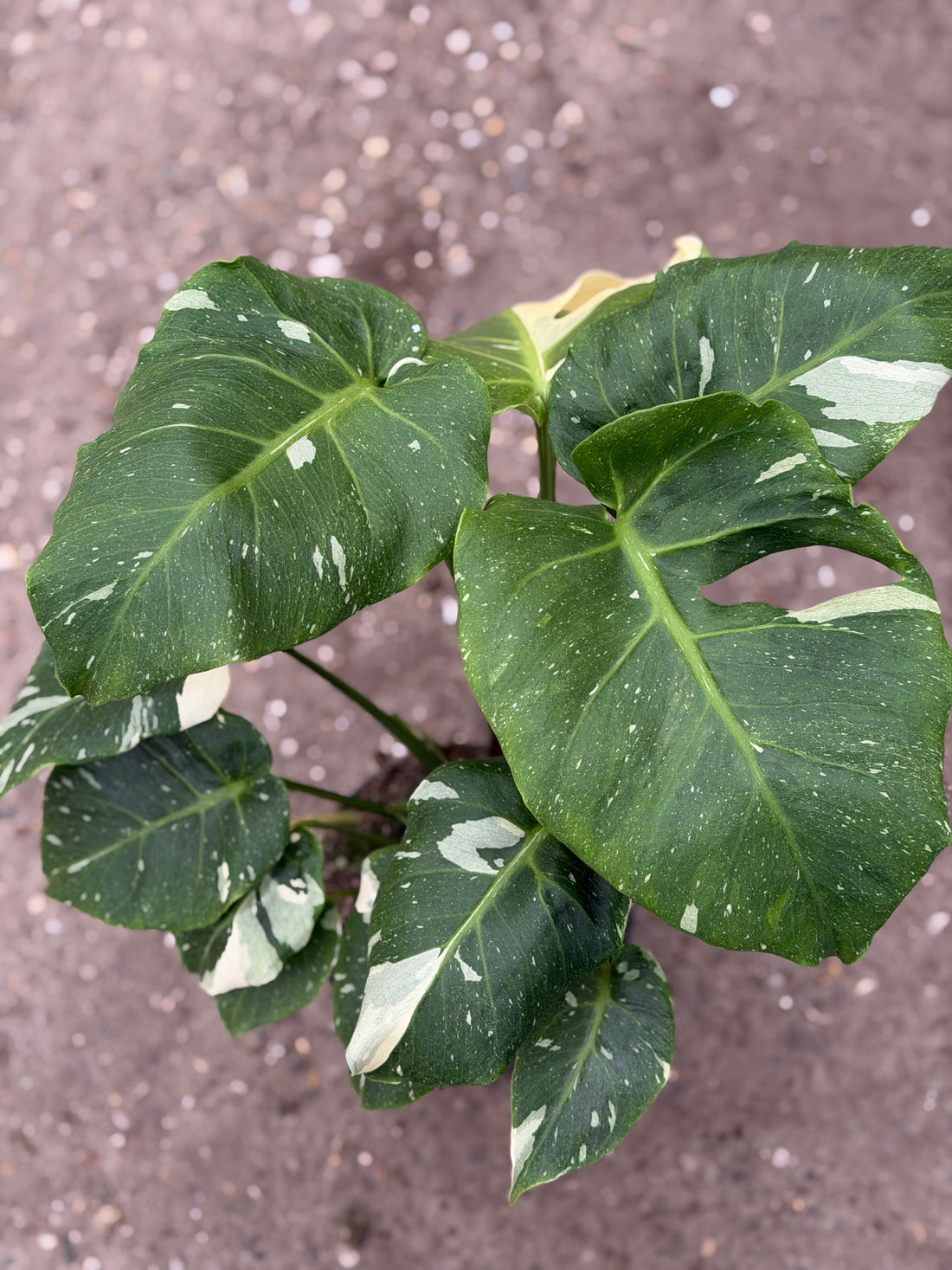 Monstera Green 'Mutation' 15CM