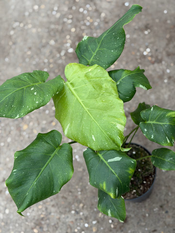 Monstera Green 'Mutation' 15CM