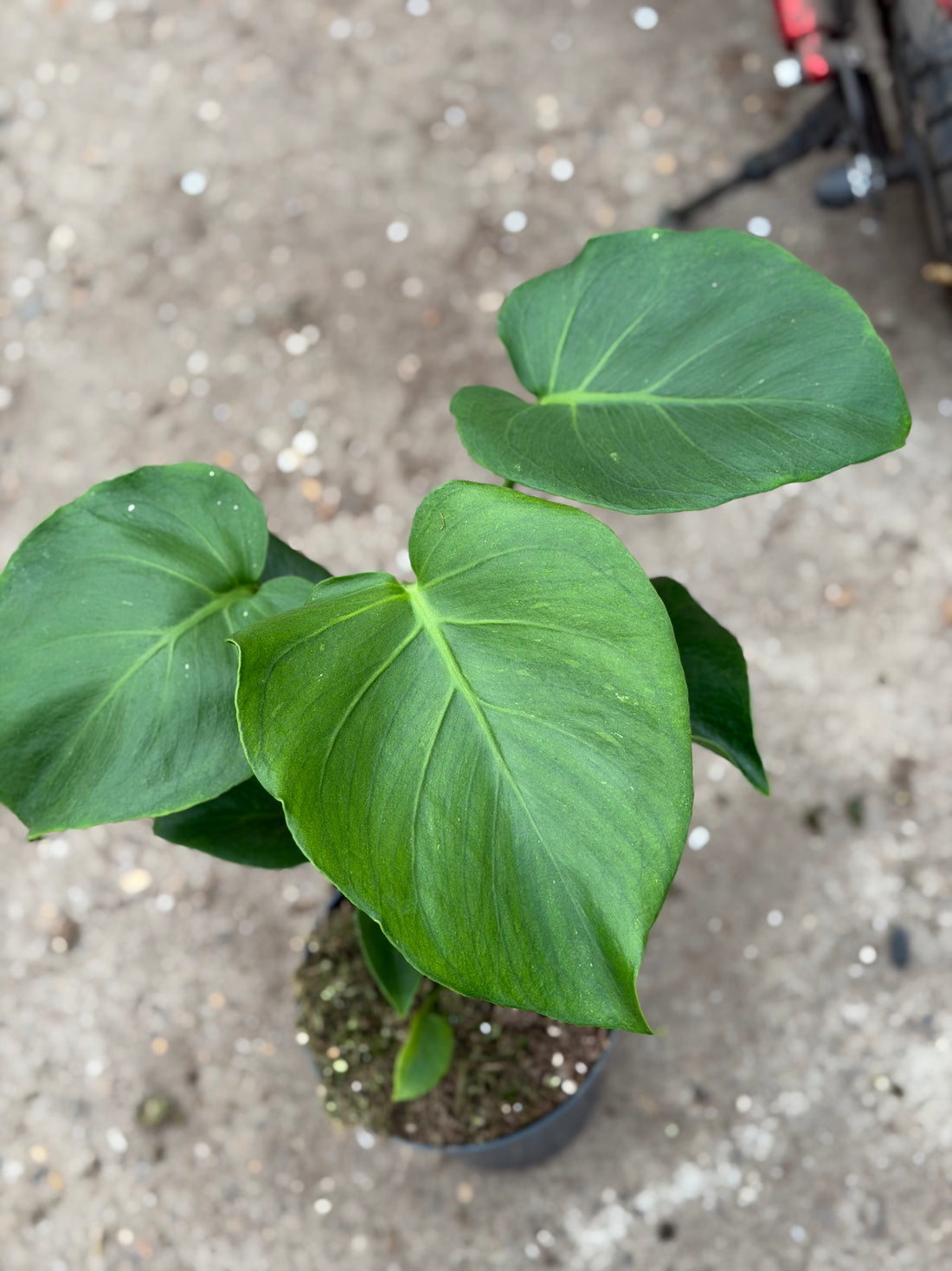 Monstera Green 'Mutation' 15CM