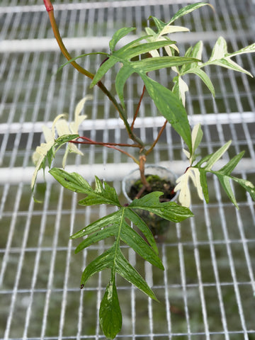 Philodendron Florida Beauty x Polypodioides