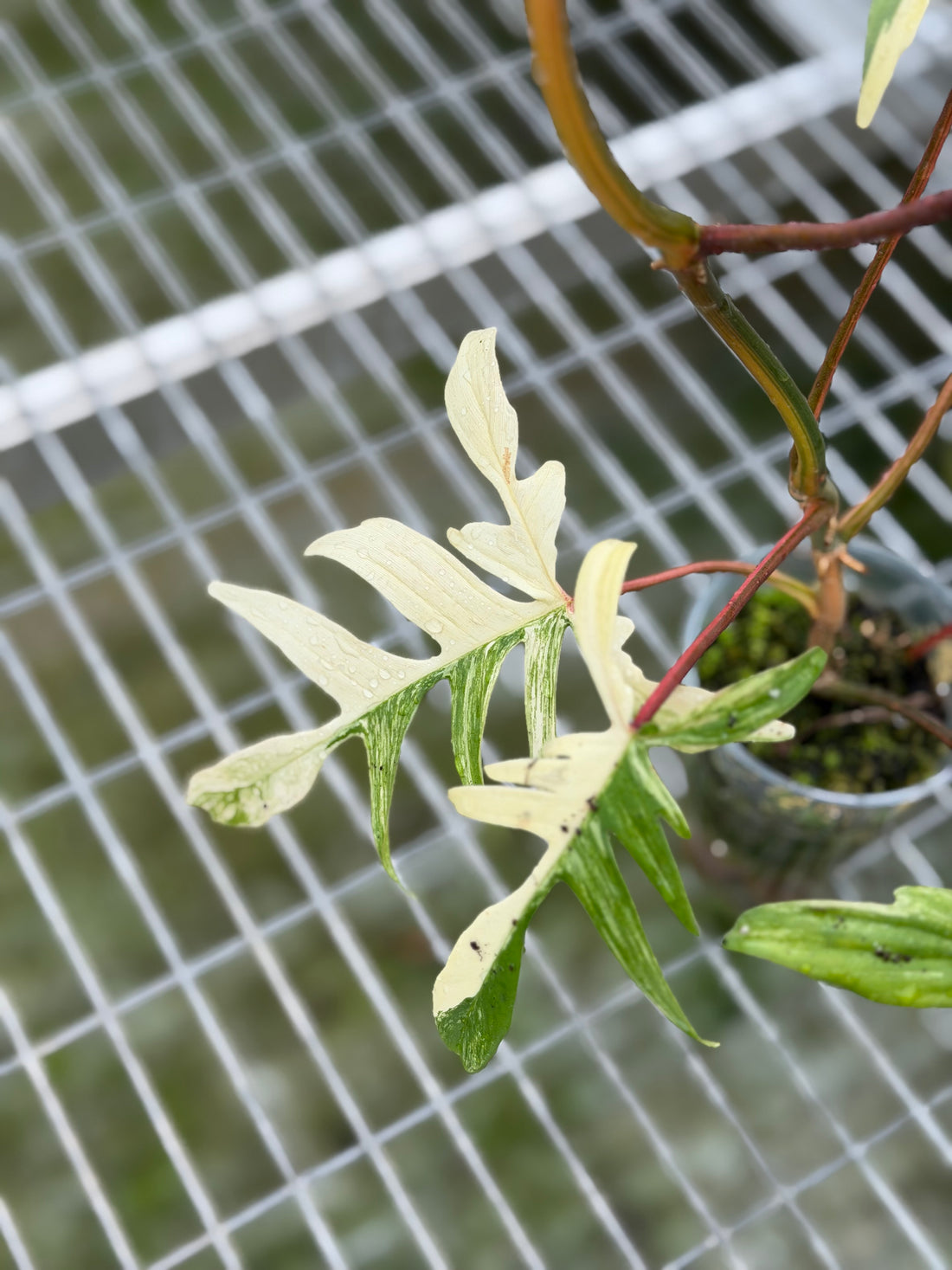 Philodendron Florida Beauty x Polypodioides